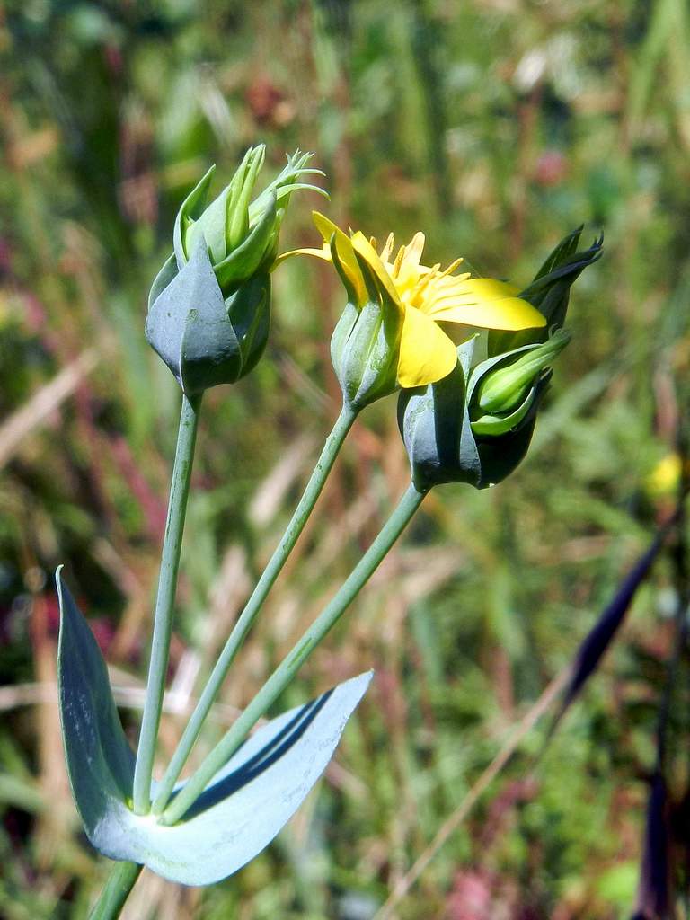 Blackstonia perfoliata.